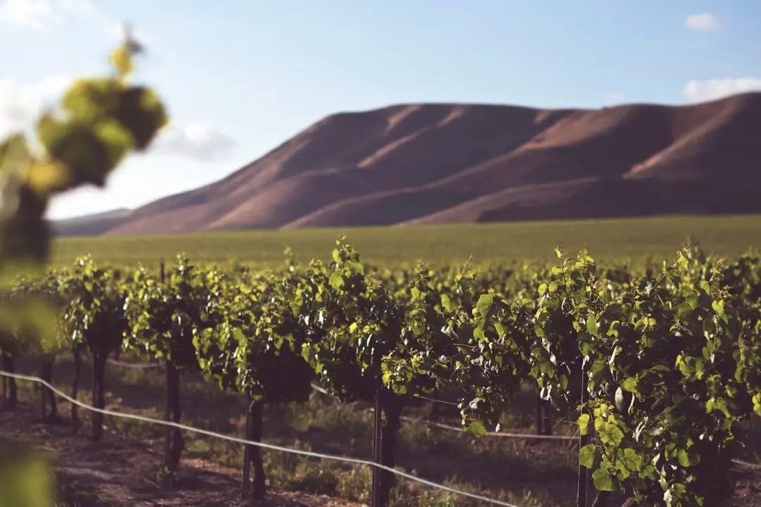 découvrez notre sélection de vins raffinés, allant des grands crus aux découvertes des petits vignerons. plongez dans l'univers du vin et explorez des accords mets et vins pour chaque occasion.