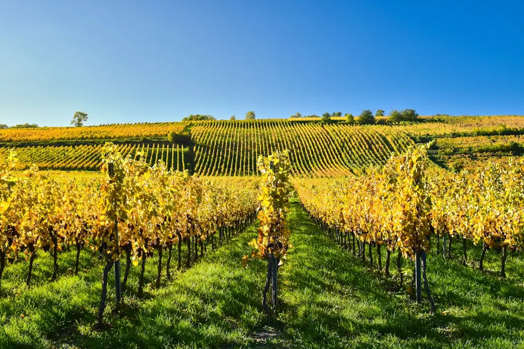 découvrez l'alsace, une région emblématique de france, célèbre pour ses paysages pittoresques, son patrimoine culturel riche, sa gastronomie savoureuse et ses vins renommés. partez à l'aventure à travers ses charmants villages, ses marchés de noël féeriques et ses châteaux historiques.