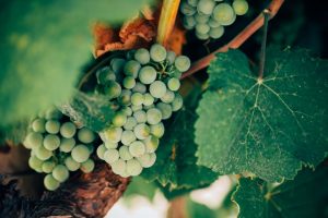 découvrez l'univers fascinant du vin, ses cépages, ses régions viticoles et les meilleures astuces pour l'apprécier. que vous soyez novice ou expert, plongez dans l'art de la dégustation et explorez les accords mets et vins qui raviront vos papilles.