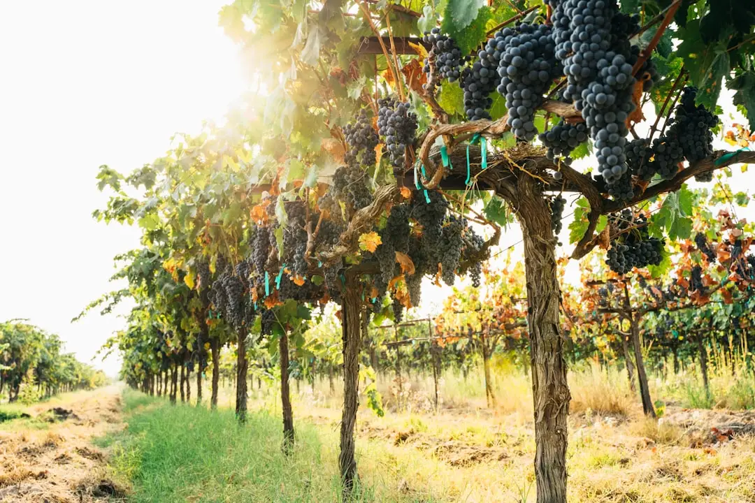 explorez l'univers captivant des vignobles, où la passion de la viticulture rencontre des paysages à couper le souffle. découvrez les techniques de vinification, les cépages uniques et l'histoire riche qui font de chaque région viticole une destination incontournable pour les amateurs de vin.